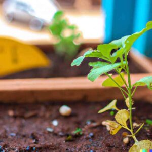 horta em espaco pequeno 4 1